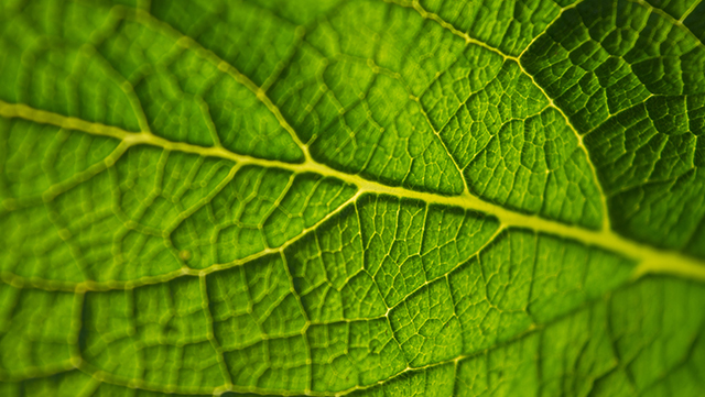 plants